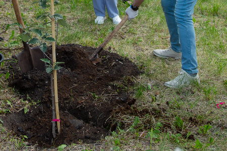 City landscapers work planting young trees in the park. Horizontal photo.の写真素材
