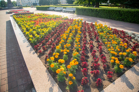 Flowerbed with different flowers on the city square. Horizontal photo.の写真素材