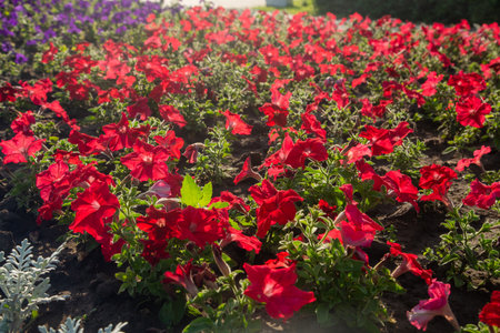 Red-burgundy petunias on a flowerbed under bright sun. Horizontal photo.の写真素材