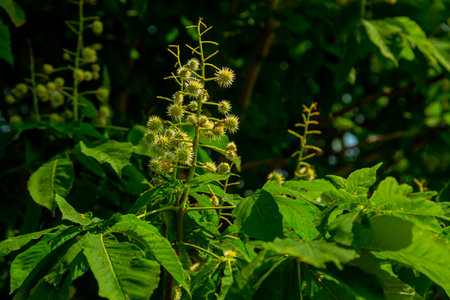 Green plants in the bush in the park blossomed under the sun. Horizontal photo.