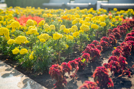 Yellow marigolds and red small flowers on a flowerbed under bright sun. Horizontal photo.の写真素材