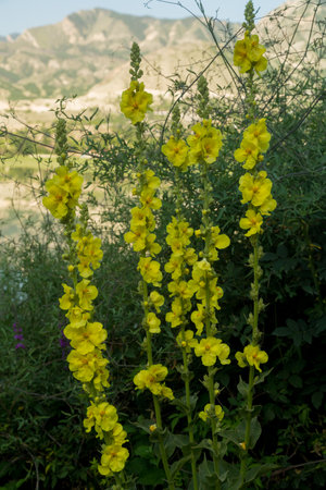 Mountain yellow flowers grown on rocks in the mountains. Vertical photo.