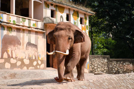 elephantの写真素材