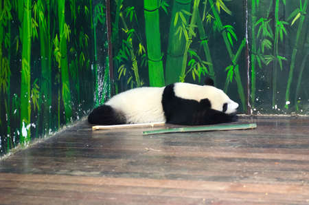pandaの写真素材