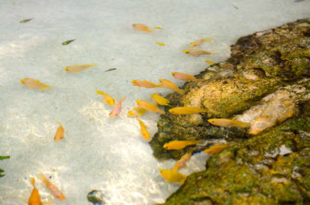 fish