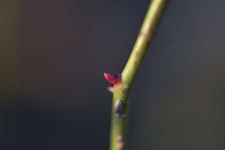 branchの写真素材