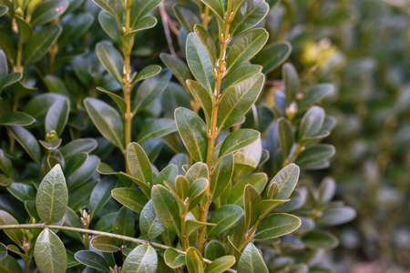 Branchの写真素材