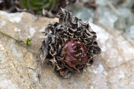 Flowerの写真素材