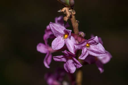 flowerの写真素材