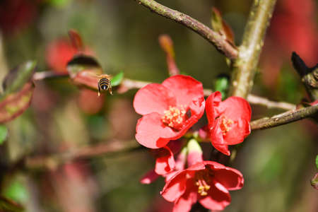 beeの写真素材