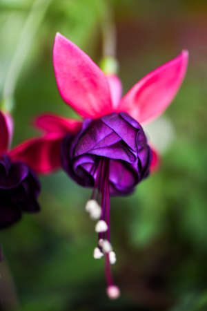 Flowerの写真素材