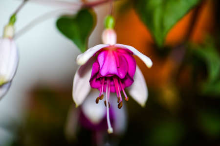 Flowerの写真素材