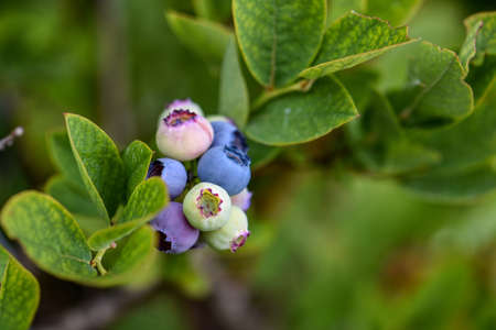 blueberryの写真素材