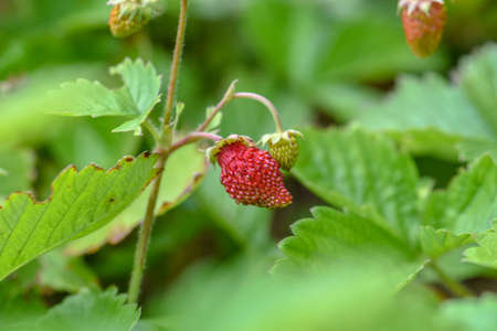 strawberryの写真素材