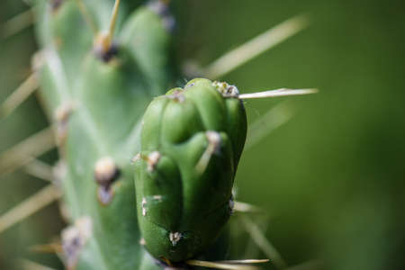 cactusの写真素材