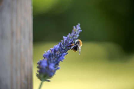 bee