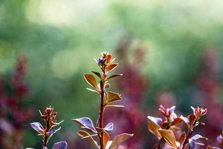 Barberryの写真素材