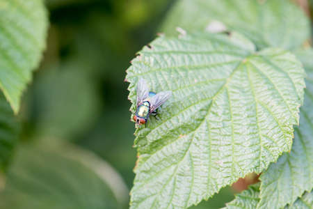 Fly
