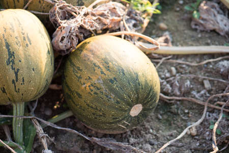 pumpkinの写真素材