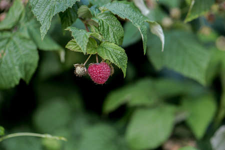 raspberry
