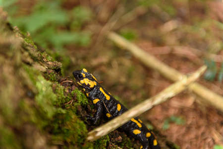 Feuersalamanderの写真素材