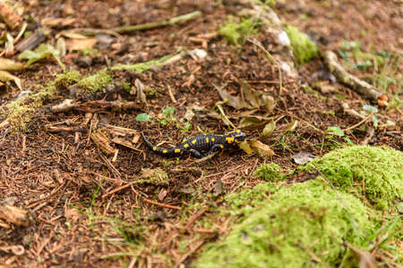 Feuersalamanderの写真素材