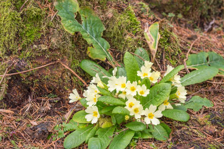 flowerの写真素材