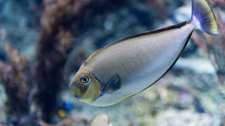 fish