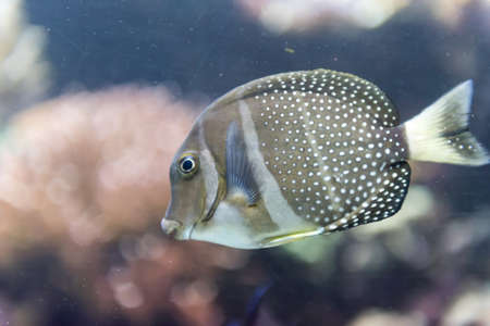 fish