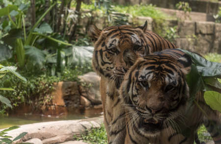 tiger