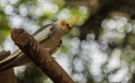bird