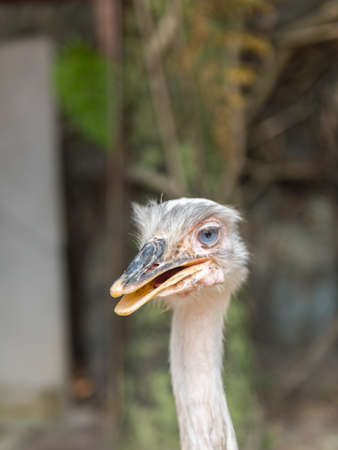 ostrichの写真素材