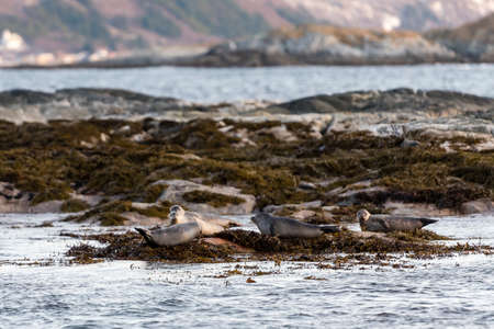 Sea Lionの写真素材