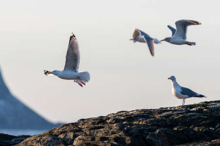 seagullの写真素材