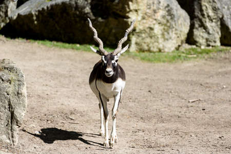 antelopeの写真素材