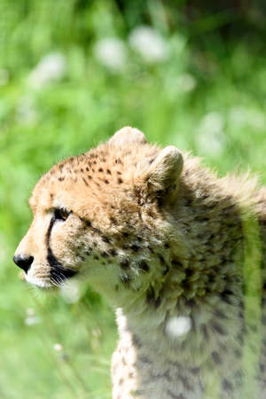 cheetahの写真素材