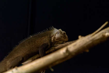 reptile