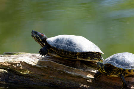 turtleの写真素材