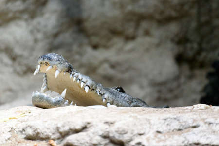 crocoの写真素材