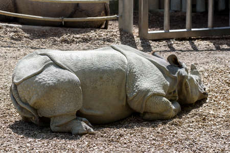 rhinoの写真素材