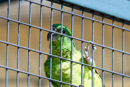 parrotの写真素材