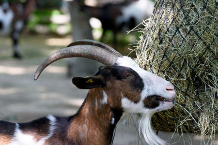 goatの写真素材