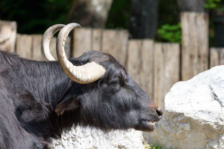 Buffalo