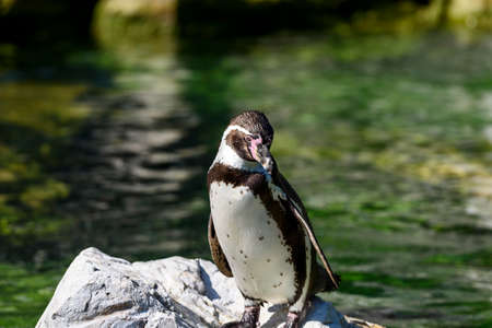 Penguinの写真素材