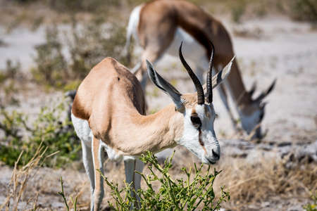 springbokの写真素材