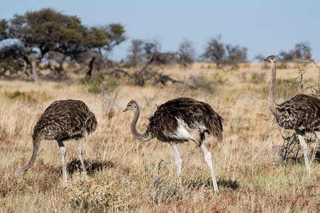 ostrichの写真素材