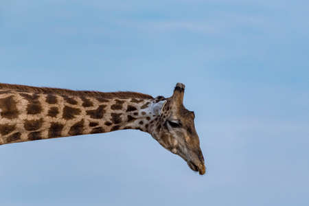 giraffe headの写真素材