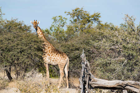 giraffe in the wildの写真素材