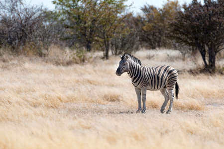 zebraの写真素材