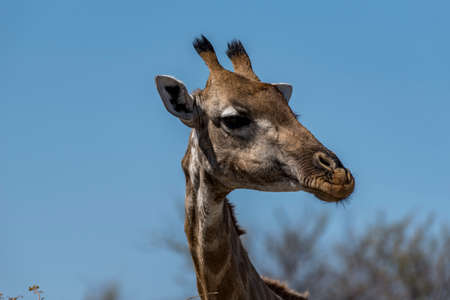 giraffe headの写真素材